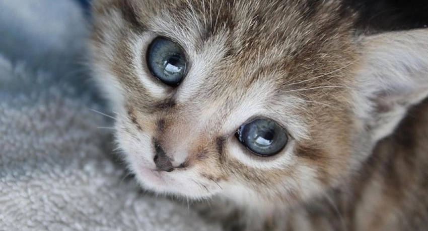 Új jövevény - cica