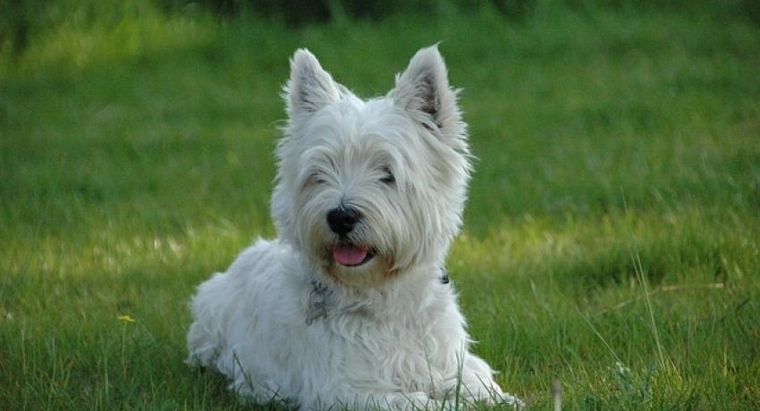 Westie - a bátor