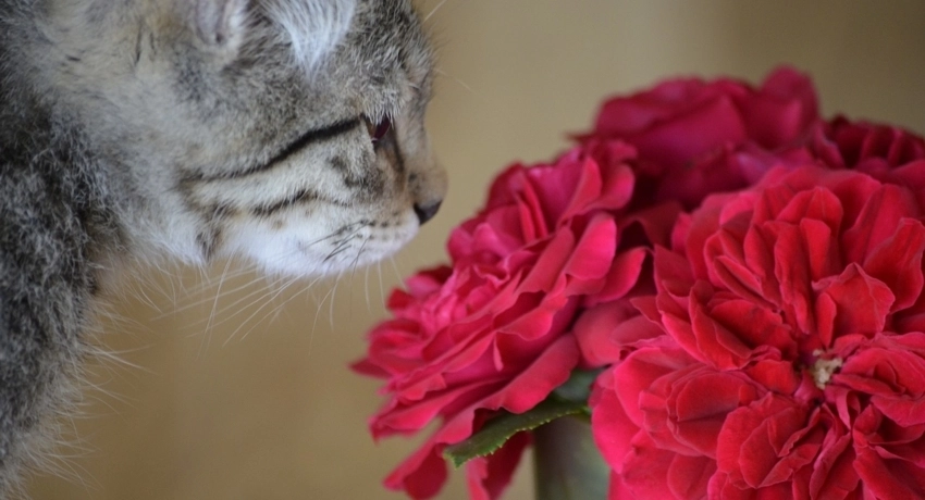 Szobanövény és macska egy helyen?