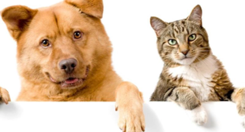 Érkezik a tavasz, érkeznek az élősködők