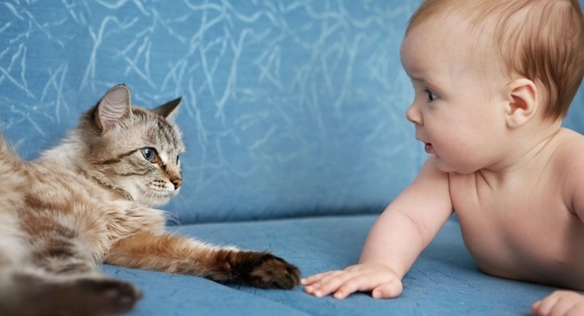 Macska és gyermek