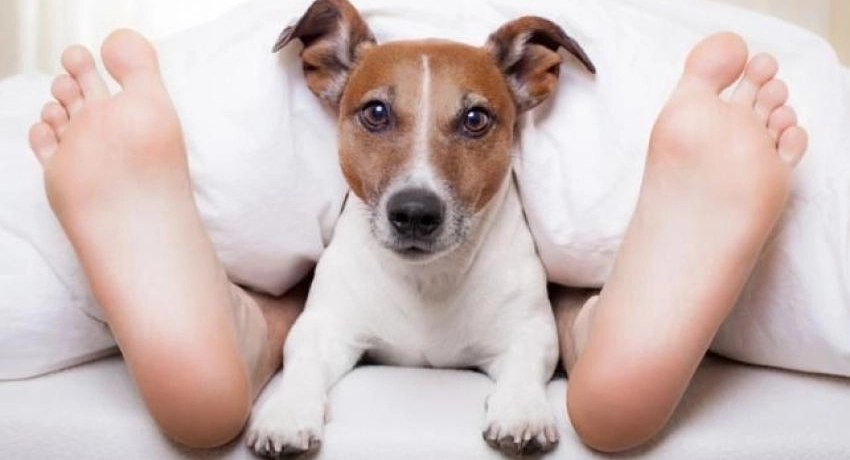 Háziállat az ágyban