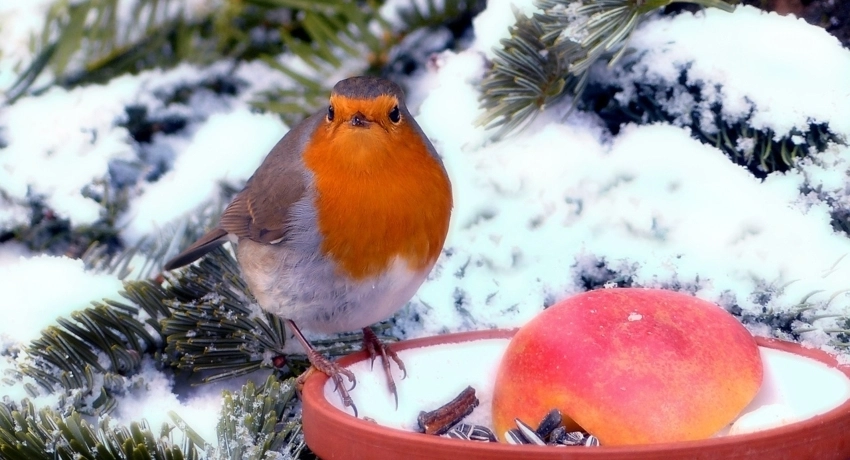 Madáretetés - ne hagyd még abba!