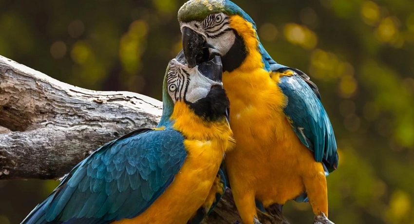 Papagáj beszoktatása