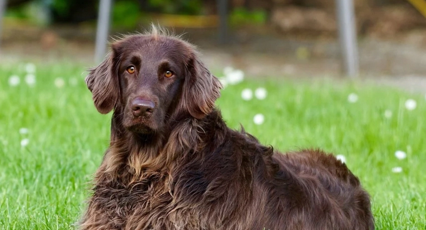 Tavasszal leselkedő veszélyek kutyáinkra
