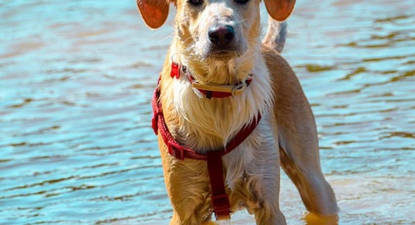 Hám vagy nyakörv – 2. rész