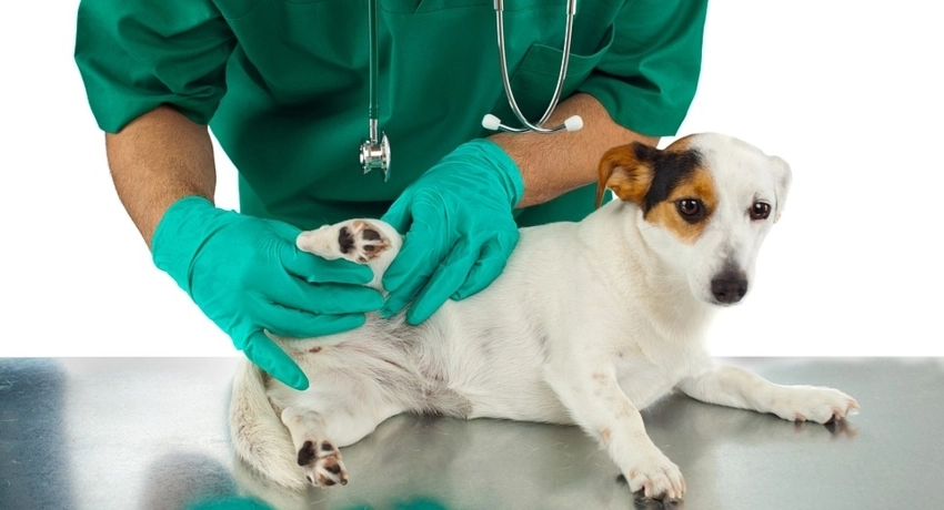 Vigyázat, bolha veszély!