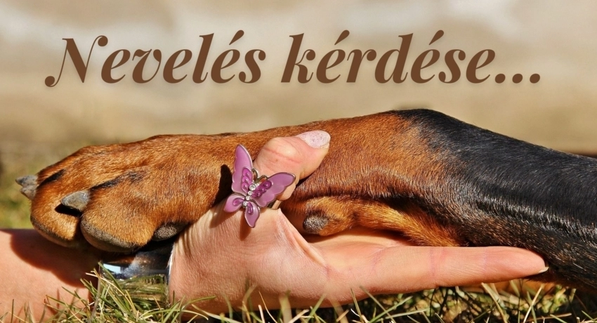 Nevelés kérdése...
