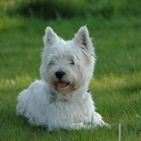 Westie - a bátor