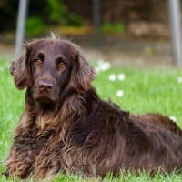 Tavasszal leselkedő veszélyek kutyáinkra