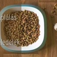 Száraztáplálás kontra nedves eledelek