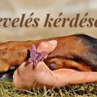 Nevelés kérdése...