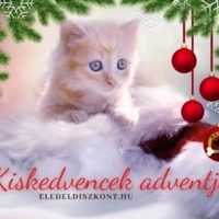 Kiskedvencek adventje
