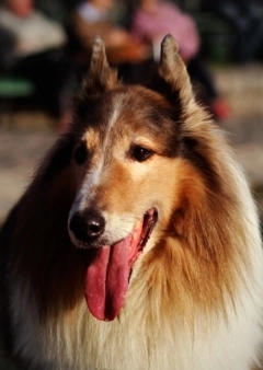 Ápolt szőrzet - kutyafontos