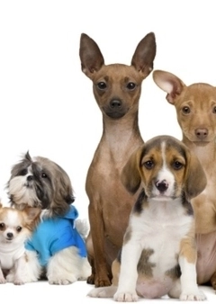 Kutyakiállítás 2019. július