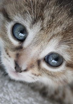 Új jövevény - cica