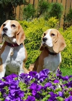 Kutya és a kert kapcsolata