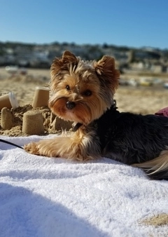 Kutyával a strandon 1. rész