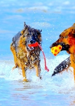 Kutyával a strandon 2. rész