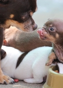 Dog Chow - A kölyökeledel