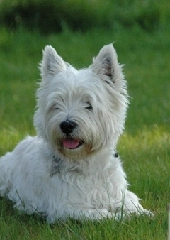 Westie - a bátor