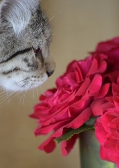 Szobanövény és macska egy helyen?