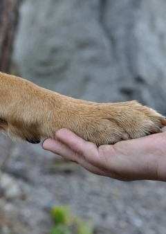Örökbefogadás menetrendje