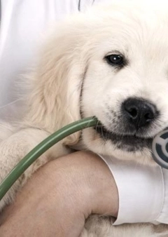 Kisállat biztosítás