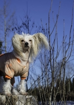 Kutyaruha? Mancskrém? IGEN!