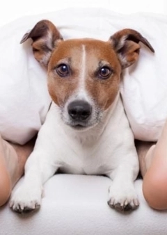 Háziállat az ágyban