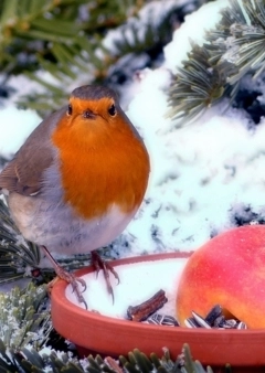 Madáretetés - ne hagyd még abba!