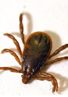 Paraziták és megoldások - Kullancs 1. rész