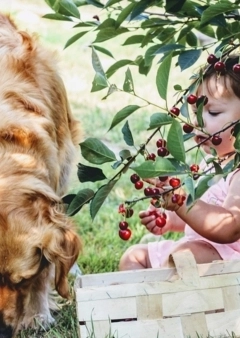 Kutyajó gyümölcsök?