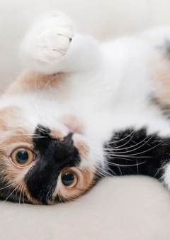 Férgesedés macskáinknál