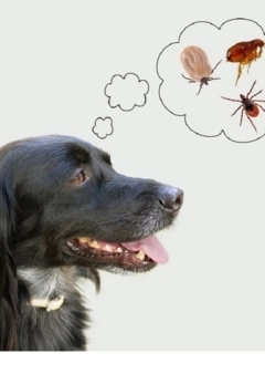 Paraziták és megoldások - Kullancs 2. rész