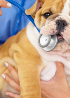 Állatoknál előforduló koronavírusok