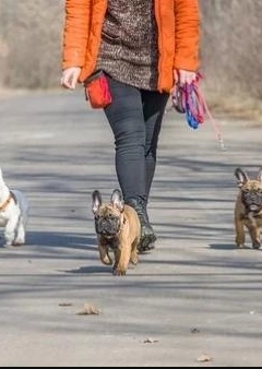 Kutyasétáltatás kezdőknek és haladóknak