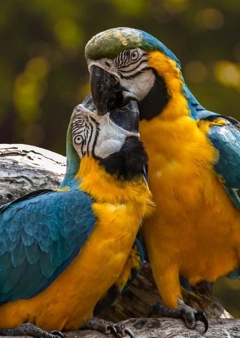 Papagáj beszoktatása