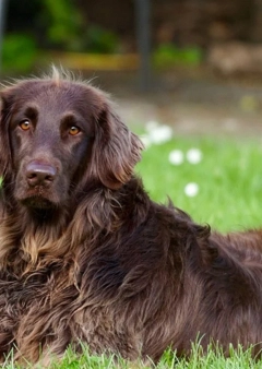 Tavasszal leselkedő veszélyek kutyáinkra