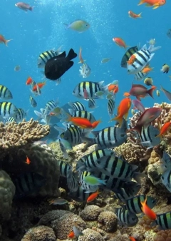 Akvárium összeállítása