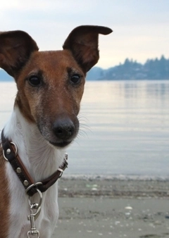 Hám vagy nyakörv - 1. rész