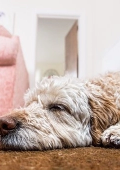 Paraziták és megoldások - Bolha