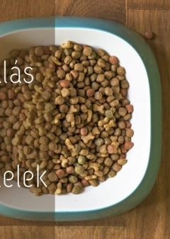 Száraztáplálás kontra nedves eledelek