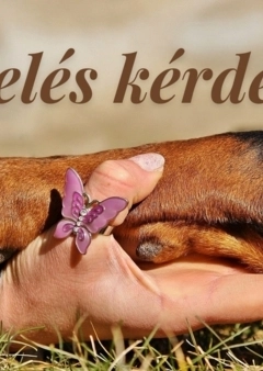 Nevelés kérdése...