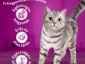 WHISKAS száraz macskaeledel