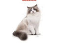 ROYAL CANIN Ragdoll Adult száraz macskaeledel