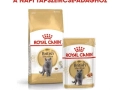 ROYAL CANIN British Shorthair nedves macskaeledel