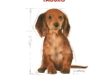 ROYAL CANIN Dachshund (tacskó) Puppy szárazeledel 